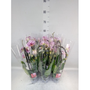 Phalaenopsis  'Elegant Cascade'