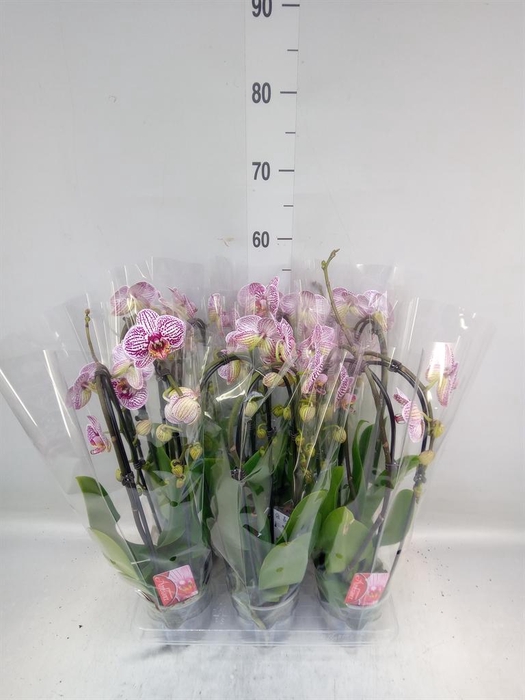 <h4>Phalaenopsis  'Elegant Cascade'</h4>