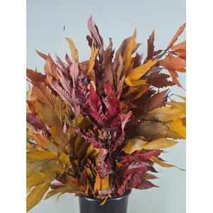 Pf Chestnut Leafs Bs 150g