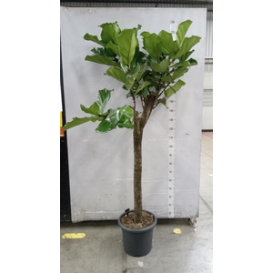 Ficus lyrata