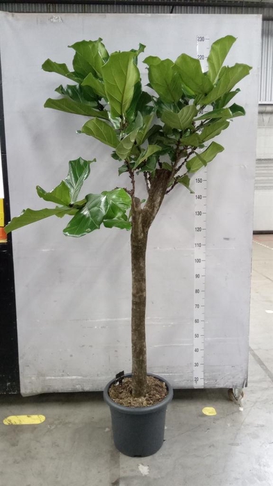 <h4>Ficus lyrata</h4>