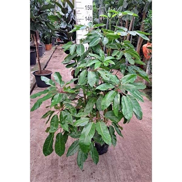 <h4>Schefflera Amate bush 150</h4>
