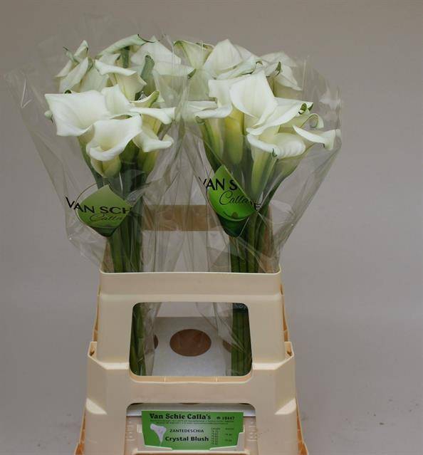<h4>Zantedeschia crystal blush</h4>