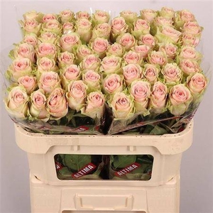 Rosa a grande fleur Frutteto