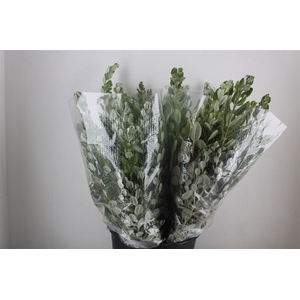 Pittosp Ralphi Leaves 200gr P Bunch