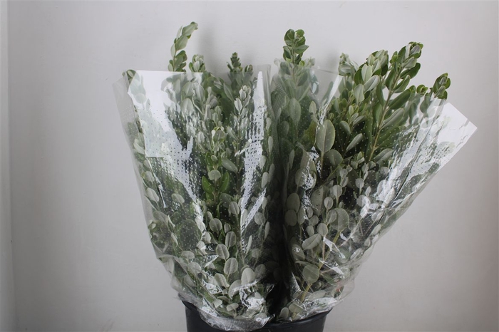 <h4>Pittosp Ralphi Leaves 200gr P Bunch</h4>