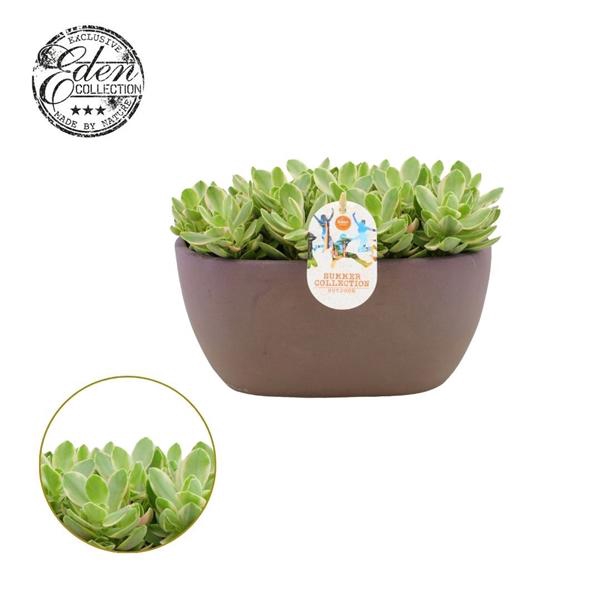 <h4>Crassula Moneymaker varie 25cm Summer Collection</h4>