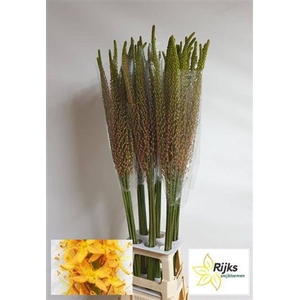 Eremurus Rumba