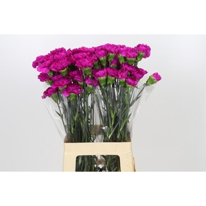 Dianthus St Tiepolo Fucsia