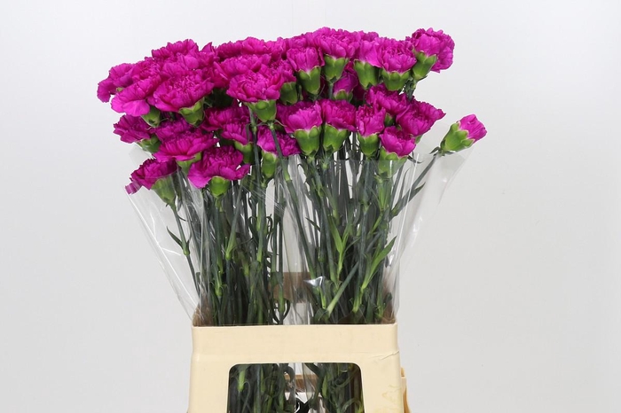 <h4>Dianthus St Tiepolo Fucsia</h4>