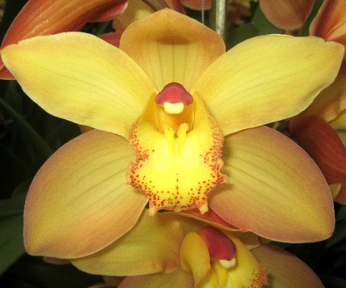 <h4>Cymbidium Gold 80 cm X2</h4>