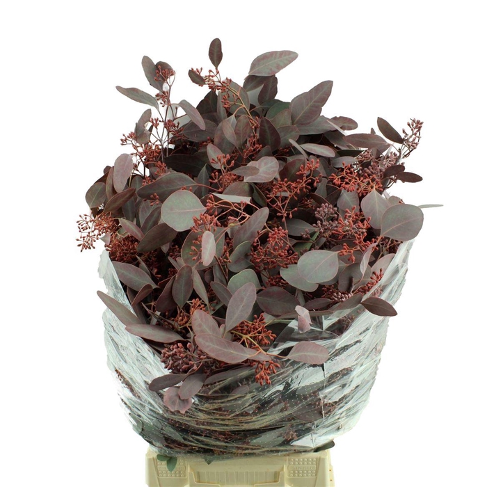 <h4>Populus Bes Opgetr. Lang</h4>