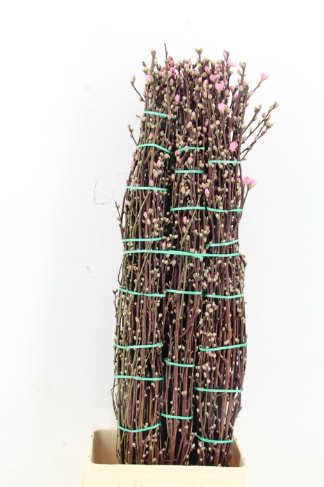 <h4>PERZIKBLOESEM PINK PER BUNCH 120CM</h4>