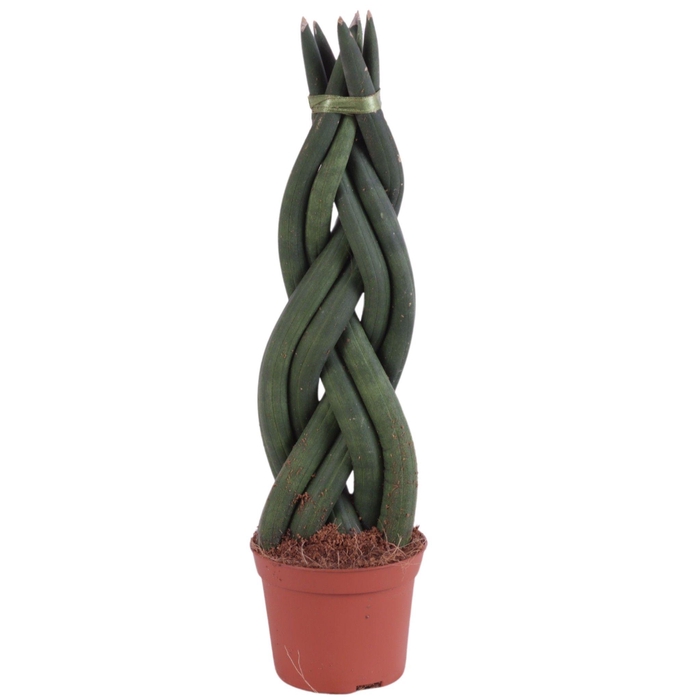 <h4>Sansevieria Cylindrica Braided 6 Leaf Ø8,5cm</h4>