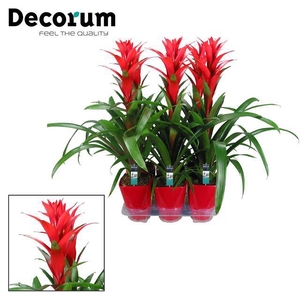 Guzmania Ostara Luxe Keramiek (deco