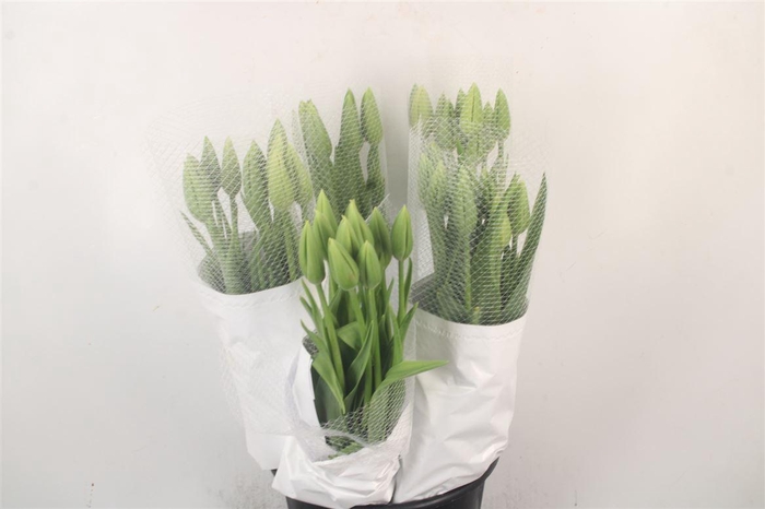 <h4>TU FRA EN MAUREEN</h4>