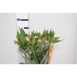 ALSTROEMERIA WILLHELMINA 080 CM