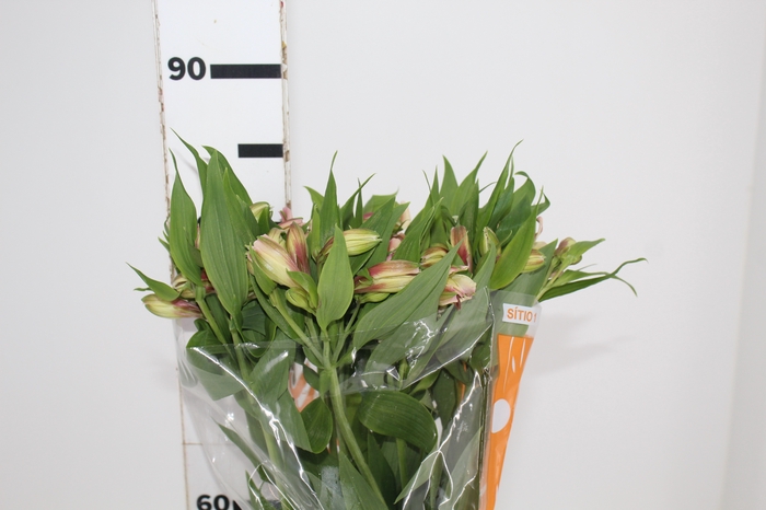 <h4>ALSTROEMERIA WILLHELMINA 080 CM</h4>