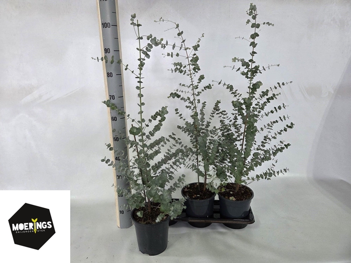 <h4>EUCAL GUNNII</h4>