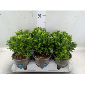 Crassula coccinea
