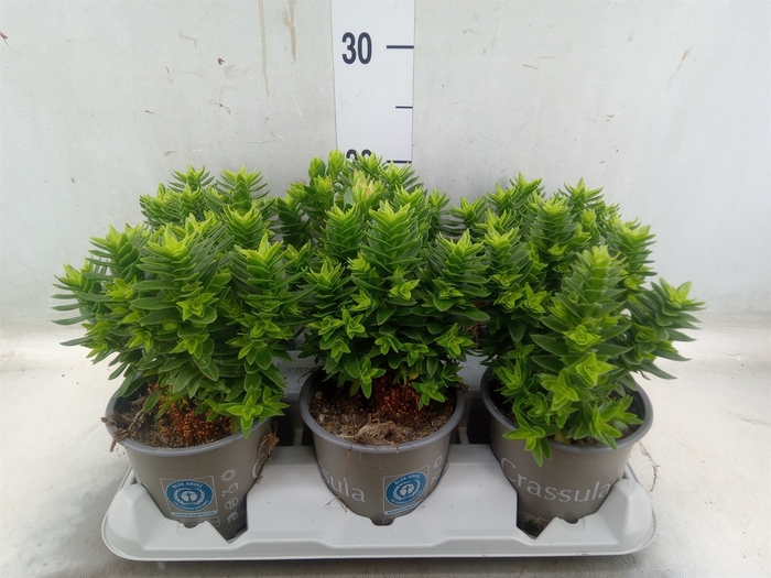 <h4>Crassula coccinea</h4>