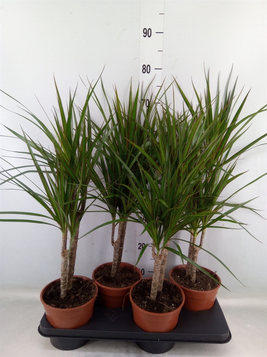 <h4>Dracaena marg.</h4>