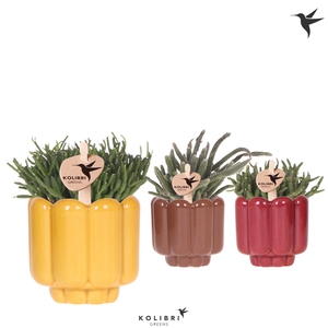 Kolibri Greens Rhipsalis mix in Retro pot yellow mix