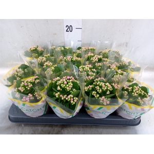 Kalanchoe blos. 'Calandiva Zeta'