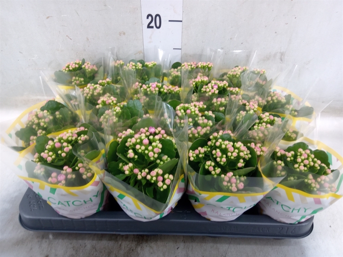 <h4>Kalanchoe blos. 'Calandiva Zeta'</h4>