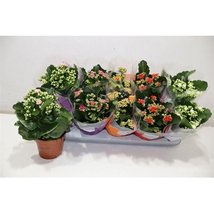 arr8 Kal Ge Perfecta Gem