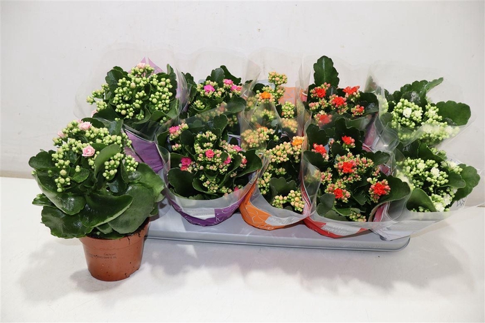 <h4>arr8 Kal Ge Perfecta Gem</h4>