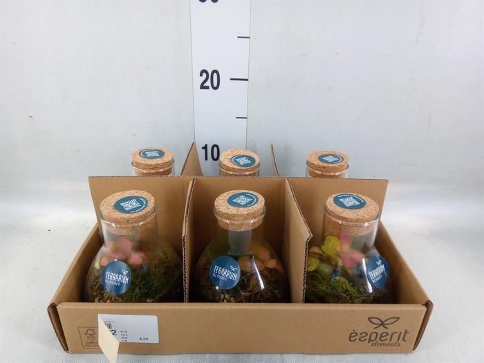 <h4>Arr.    Planten  L%</h4>