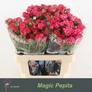 R Tr Magic Pepita Opstal