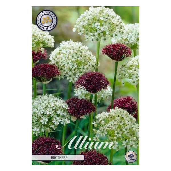 <h4>Allium Brother x5 12/14</h4>