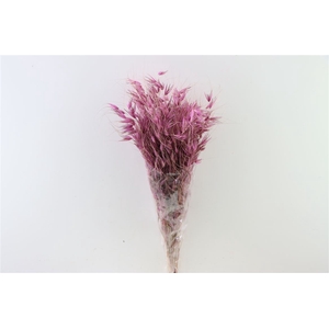 Dried Avena Salv D Lilac Bunch