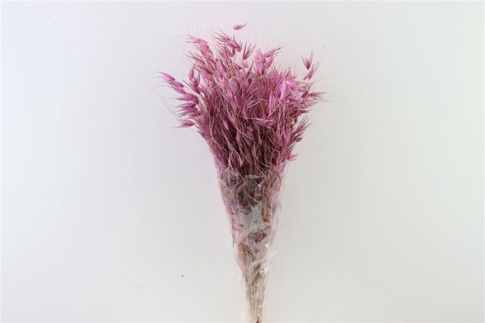 Dried Avena Salv D Lilac Bunch