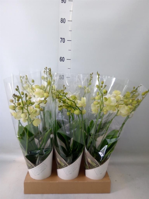 <h4>Phalaenopsis 'Ant Inverness'</h4>