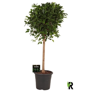Ficus Mi Overig stam Nitida
