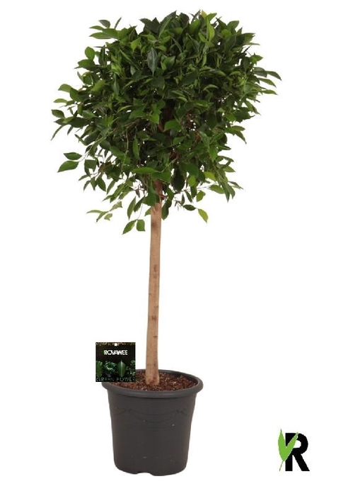 <h4>Ficus Mi Overig stam Nitida</h4>