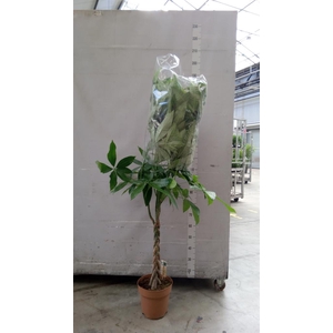 Pachira aquatica