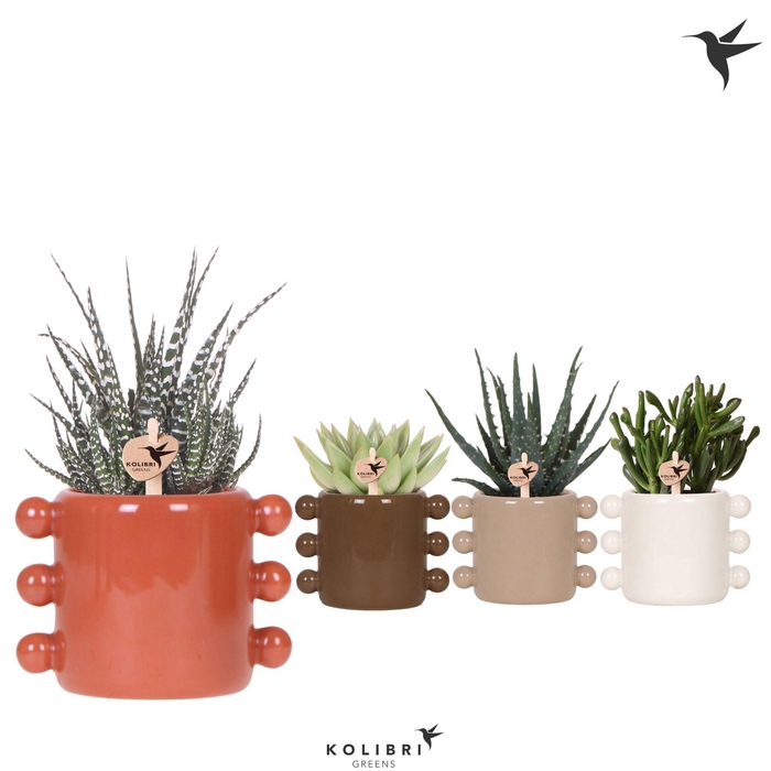 <h4>Kolibri Greens Succulenten mix in Boho pot mix</h4>