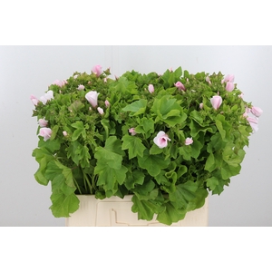 Lavatera Light Pink