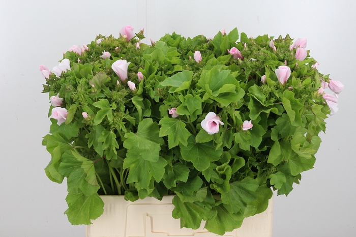<h4>Lavatera Light Pink</h4>