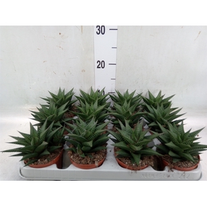 Haworthia limifolia