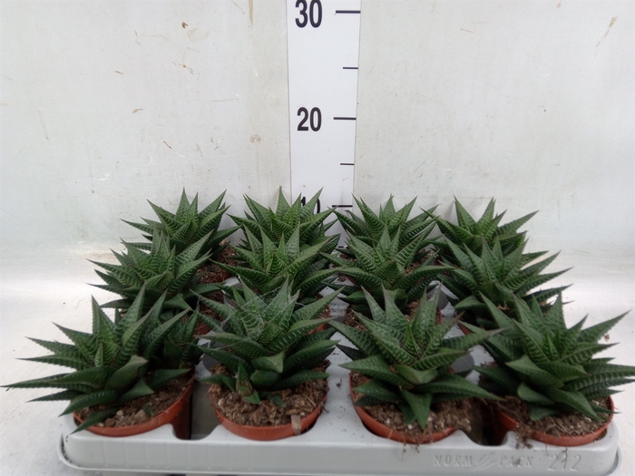 <h4>Haworthia limifolia</h4>