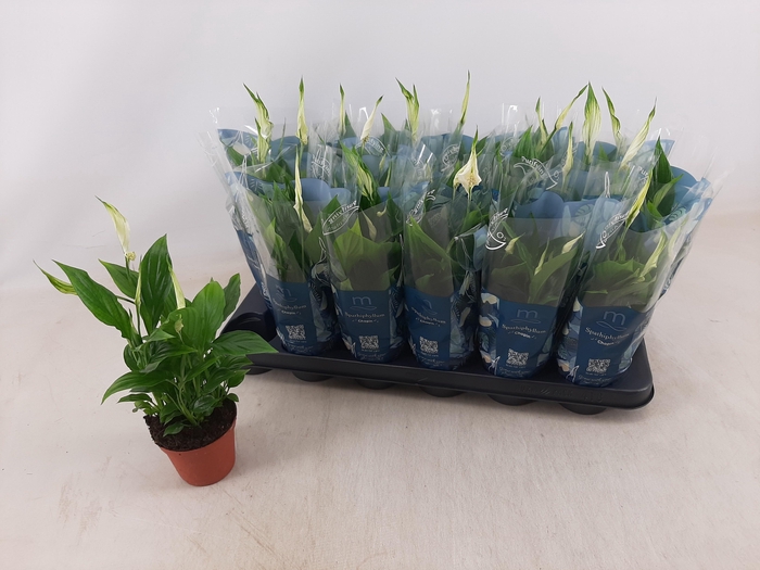 <h4>SPATH CHOPIN</h4>