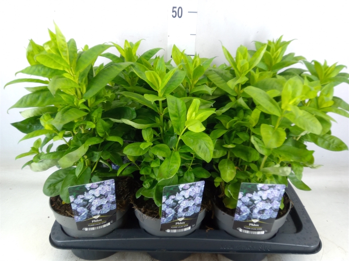 <h4>Phlox panic.   ...</h4>