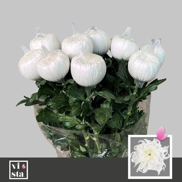 <h4>CHR G ANNUSHKA</h4>