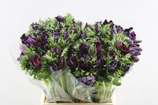 <h4>Anem Co Galil Bordea</h4>