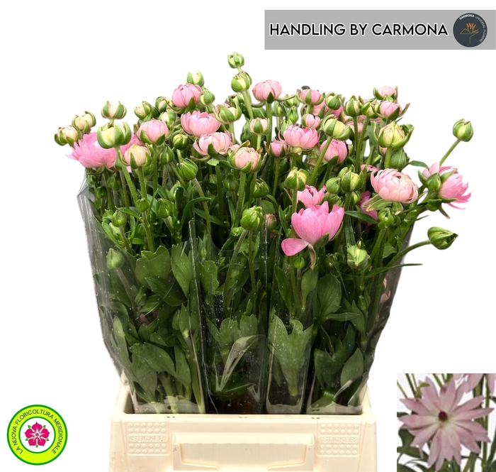 <h4>RAN N MODERNA VENUS</h4>